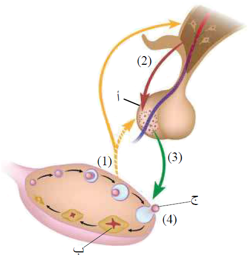 تنظيم الهرمونات لدورة المبيض عند الأنثى تنظيم الهرمونات لدورة المبيض عند الأنثى